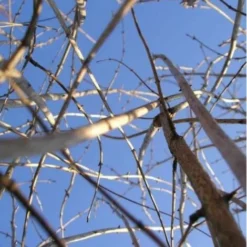 Chévrefeuille Des Haies Ou Camerisier à Balais (Lonicera Xylosteum) - Godet - Taille 30/50cm -Flore Riche Soldes Magasin 10638513 3