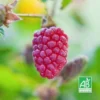 Hybride Mûrier/Framboisier 'Loganberry' Bio - Conteneur 2L - Taille 30/50cm -Flore Riche Soldes Magasin 12130095 1