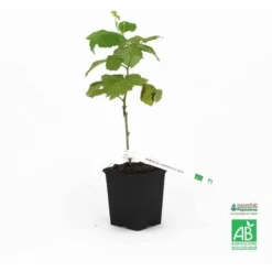 Hybride Mûrier/Framboisier 'Loganberry' Bio - Conteneur 2L - Taille 30/50cm -Flore Riche Soldes Magasin 12130095 2