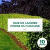 10 Laurier Cerise Du Caucase (Prunus Laurocerasus Caucasica) - Haie De Laurier Du Caucase - -Flore Riche Soldes Magasin 12207964 1