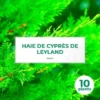 10 Cyprès De Leyland (Cupressocyparis Leylandii) - Haie De Cyprès De Leyland - 2 10 Cyprès De Leyland (Cupressocyparis Leylandii) - Haie De Cyprès De Leyland - -Flore Riche Soldes Magasin 12207970 1