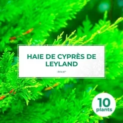 10 Cyprès De Leyland (Cupressocyparis Leylandii) - Haie De Cyprès De Leyland -