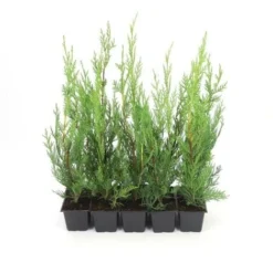 10 Cyprès De Leyland (Cupressocyparis Leylandii) - Haie De Cyprès De Leyland - -Flore Riche Soldes Magasin 12207970 3