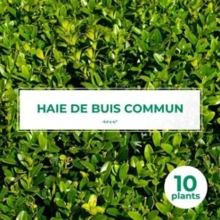 10 Buis Commun (Buxus Sempervirens) - Haie De Buis Commun -