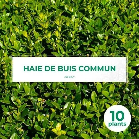 10 Buis Commun (Buxus Sempervirens) - Haie De Buis Commun - 3 10 Buis Commun (Buxus Sempervirens) - Haie De Buis Commun -