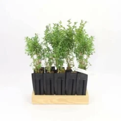 10 Buis Commun (Buxus Sempervirens) - Haie De Buis Commun - 9 10 Buis Commun (Buxus Sempervirens) - Haie De Buis Commun - -Flore Riche Soldes Magasin 12207971 3