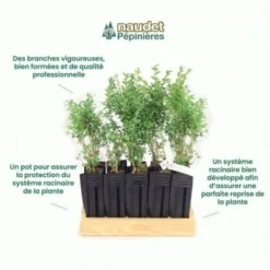 10 Buis Commun (Buxus Sempervirens) - Haie De Buis Commun - 10 10 Buis Commun (Buxus Sempervirens) - Haie De Buis Commun - -Flore Riche Soldes Magasin 12207971 4