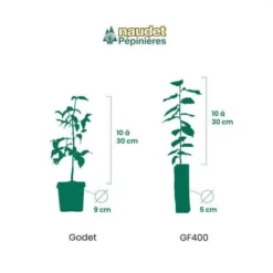 10 Buis Commun (Buxus Sempervirens) - Haie De Buis Commun - 11 10 Buis Commun (Buxus Sempervirens) - Haie De Buis Commun - -Flore Riche Soldes Magasin 12207971 5