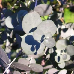 10 Eucalyptus (Eucalyptus Gunnii) - Haie De Eucalyptus - 8 10 Eucalyptus (Eucalyptus Gunnii) - Haie De Eucalyptus - -Flore Riche Soldes Magasin 12207976 2