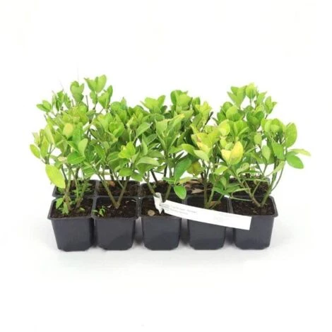 10 Eucalyptus (Eucalyptus Gunnii) - Haie De Eucalyptus - 5 10 Eucalyptus (Eucalyptus Gunnii) - Haie De Eucalyptus - – Image 3