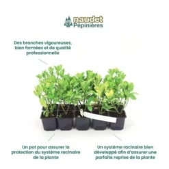 10 Eucalyptus (Eucalyptus Gunnii) - Haie De Eucalyptus - 10 10 Eucalyptus (Eucalyptus Gunnii) - Haie De Eucalyptus - -Flore Riche Soldes Magasin 12207976 4