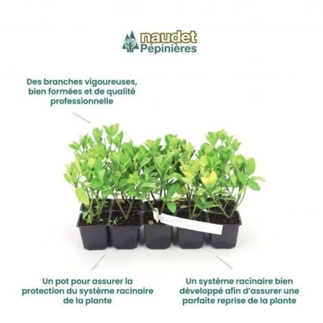 10 Eucalyptus (Eucalyptus Gunnii) - Haie De Eucalyptus - 6 10 Eucalyptus (Eucalyptus Gunnii) - Haie De Eucalyptus - – Image 4