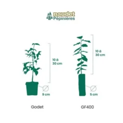 10 Eucalyptus (Eucalyptus Gunnii) - Haie De Eucalyptus - 11 10 Eucalyptus (Eucalyptus Gunnii) - Haie De Eucalyptus - -Flore Riche Soldes Magasin 12207976 5