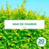 20 Charme Commun (Carpinus Betulus) - Haie De Charmille - 2 20 Charme Commun (Carpinus Betulus) - Haie De Charmille - -Flore Riche Soldes Magasin 12207979 1