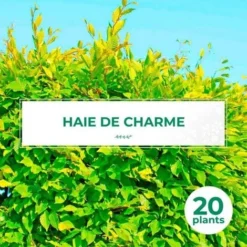 20 Charme Commun (Carpinus Betulus) - Haie De Charmille -
