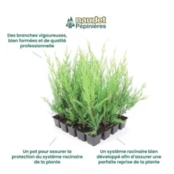 20 Cyprès De Leyland (Cupressocyparis Leylandii) - Haie De Cyprès De Leyland - -Flore Riche Soldes Magasin 12207987 3