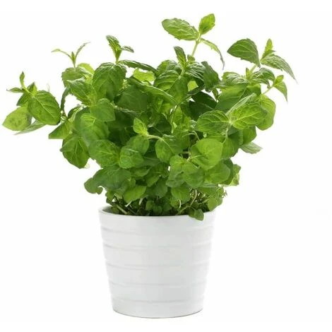 Menthe Verte (Mentha Spicata) - Godet - Taille 13/25cm 4 Menthe Verte (Mentha Spicata) - Godet - Taille 13/25cm – Image 2
