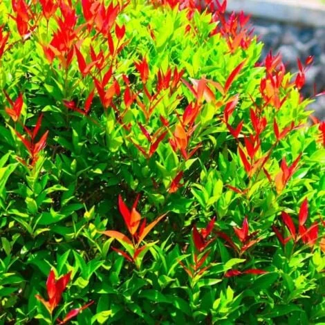 10 Photinia (Photinia Fraseri 'Red Robin') - Haie De Photinia Red Robin - 4 10 Photinia (Photinia Fraseri 'Red Robin') - Haie De Photinia Red Robin - – Image 2