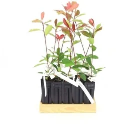 10 Photinia (Photinia Fraseri 'Red Robin') - Haie De Photinia Red Robin - 10 10 Photinia (Photinia Fraseri 'Red Robin') - Haie De Photinia Red Robin - -Flore Riche Soldes Magasin 12427914 4