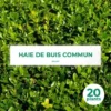 20 Buis Commun (Buxus Sempervirens) - Haie De Buis Commun -