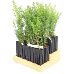 20 Buis Commun (Buxus Sempervirens) - Haie De Buis Commun - -Flore Riche Soldes Magasin 12427924 3