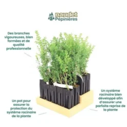 20 Buis Commun (Buxus Sempervirens) - Haie De Buis Commun - -Flore Riche Soldes Magasin 12427924 4