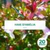 20 Abelia (Abélia Grandiflora) - Haie De Abelia -