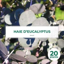 20 Eucalyptus (Eucalyptus Gunnii) - Haie De Eucalyptus -