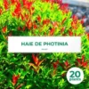 20 Photinia (Photinia Fraseri 'Red Robin') - Haie De Photinia -