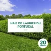 20 Laurier Du Portugal (Prunus Lusitanica) - Haie De Laurier Cerise Du Portugal - -Flore Riche Soldes Magasin 12519427 1