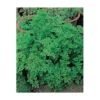 CERFEUIL FRISE - 10 G 2 CERFEUIL FRISE - 10 G -Flore Riche Soldes Magasin 14116033 1