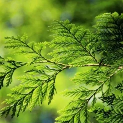 Thuya Géant (Thuya Plicata) - Godet - Taille 20/40cm