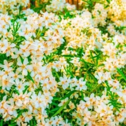 10 Oranger Du Mexique (Choisya Ternata) - Haie De Oranger Du Mexique - -Flore Riche Soldes Magasin 14478907 2