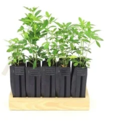 10 Oranger Du Mexique (Choisya Ternata) - Haie De Oranger Du Mexique - -Flore Riche Soldes Magasin 14478907 3