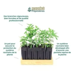 10 Oranger Du Mexique (Choisya Ternata) - Haie De Oranger Du Mexique - -Flore Riche Soldes Magasin 14478907 4