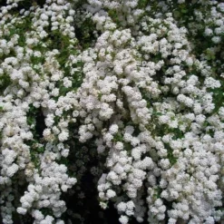 Spirée Du Japon 'Snowmound' (Spiraea Japonica 'Snowmound') - Godet - Taille 15/30cm