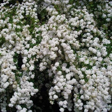 Spirée Du Japon 'Snowmound' (Spiraea Japonica 'Snowmound') - Godet - Taille 15/30cm 3 Spirée Du Japon 'Snowmound' (Spiraea Japonica 'Snowmound') - Godet - Taille 15/30cm