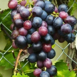 Vigne 'Muscat De Hambourg' - Conteneur 3L - Taille 60/100cm