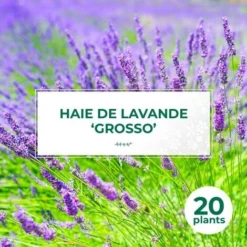 20 Lavande 'Grosso' (Lanvandula 'X Intermedia Grosso') - Haie De Lavande -