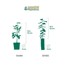 20 Lavande 'Grosso' (Lanvandula 'X Intermedia Grosso') - Haie De Lavande - -Flore Riche Soldes Magasin 14880746 3