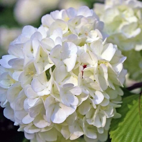 Hortensia Paniculé 'Phantom' (Hydrangea Paniculata 'Phantom') - Godet - Taille 13/25cm 3 Hortensia Paniculé 'Phantom' (Hydrangea Paniculata 'Phantom') - Godet - Taille 13/25cm