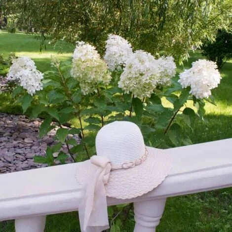 Hortensia Paniculé 'Phantom' (Hydrangea Paniculata 'Phantom') - Godet - Taille 13/25cm 4 Hortensia Paniculé 'Phantom' (Hydrangea Paniculata 'Phantom') - Godet - Taille 13/25cm – Image 2