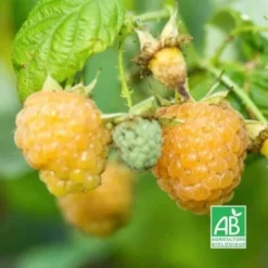 Framboisier Blanc 'Fall Gold' BIO - Godet 9cm -Flore Riche Soldes Magasin 15281726 2