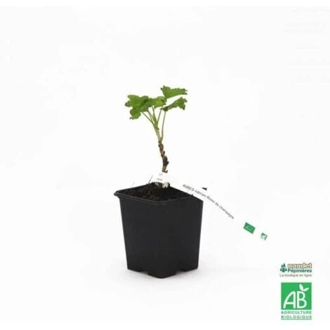 Groseillier 'Rose De Champagne' BIO - Godet 9cm 3 Groseillier 'Rose De Champagne' BIO - Godet 9cm