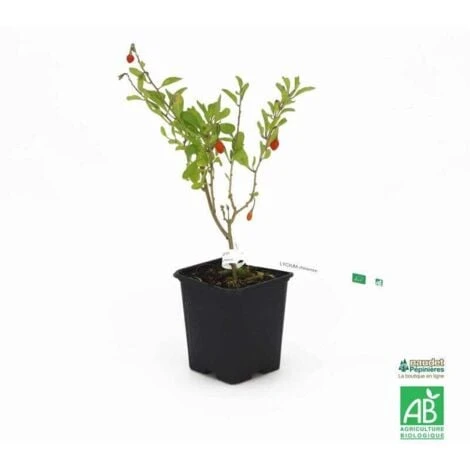 Goji 'Chinense' BIO - Godet 9cm 4 Goji 'Chinense' BIO - Godet 9cm – Image 2