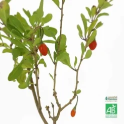 Goji 'Chinense' BIO - Godet 9cm 7 Goji 'Chinense' BIO - Godet 9cm -Flore Riche Soldes Magasin 15281734 3