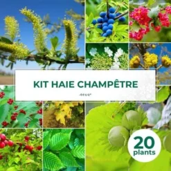 Kit Haie ChampĂŞtre - 20 Jeunes Plants -