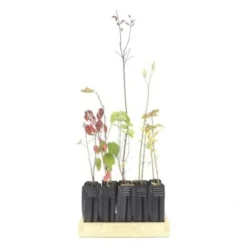 Kit Haie Champêtre - 20 Jeunes Plants - -Flore Riche Soldes Magasin 15375195 3