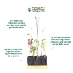 Kit Haie Champêtre - 20 Jeunes Plants - -Flore Riche Soldes Magasin 15375195 4