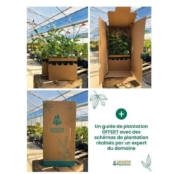 Kit Haie Parfumée - 20 Jeunes Plants - -Flore Riche Soldes Magasin 15375201 3